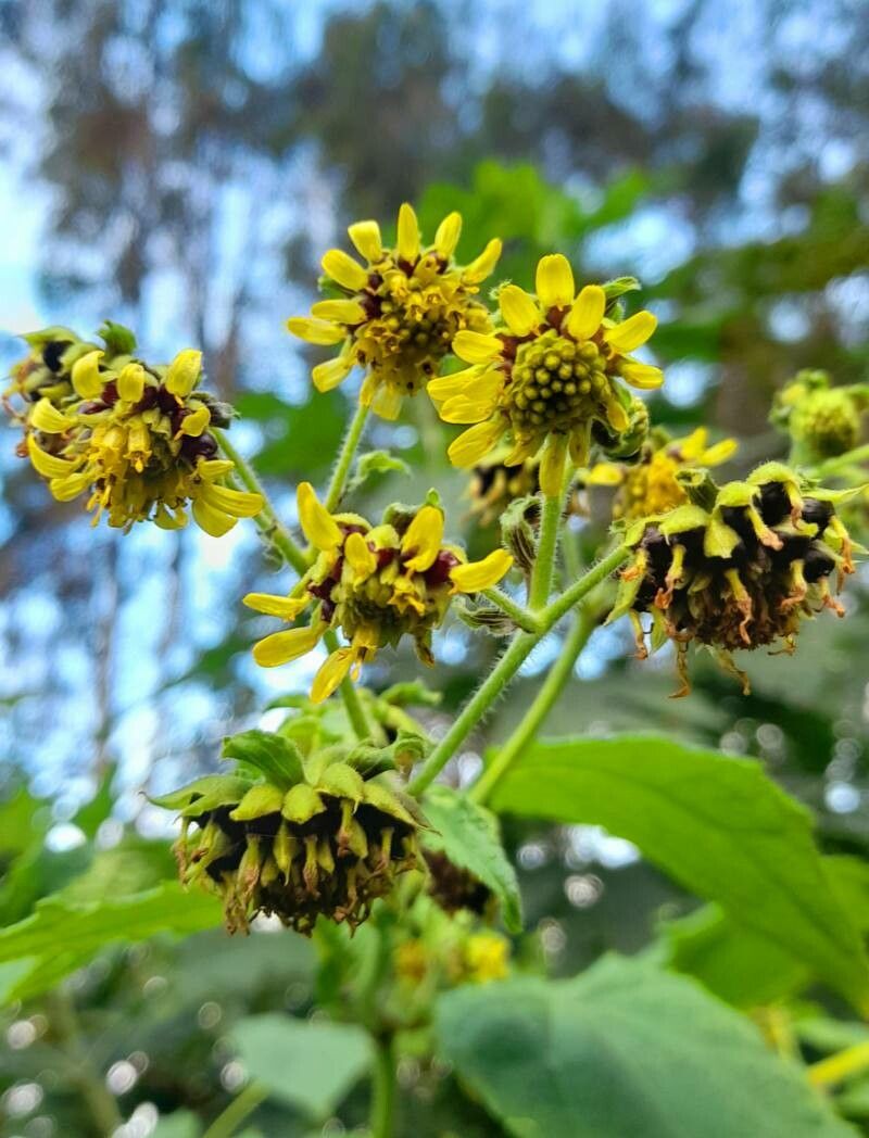 Smallanthus macroscyphus flower