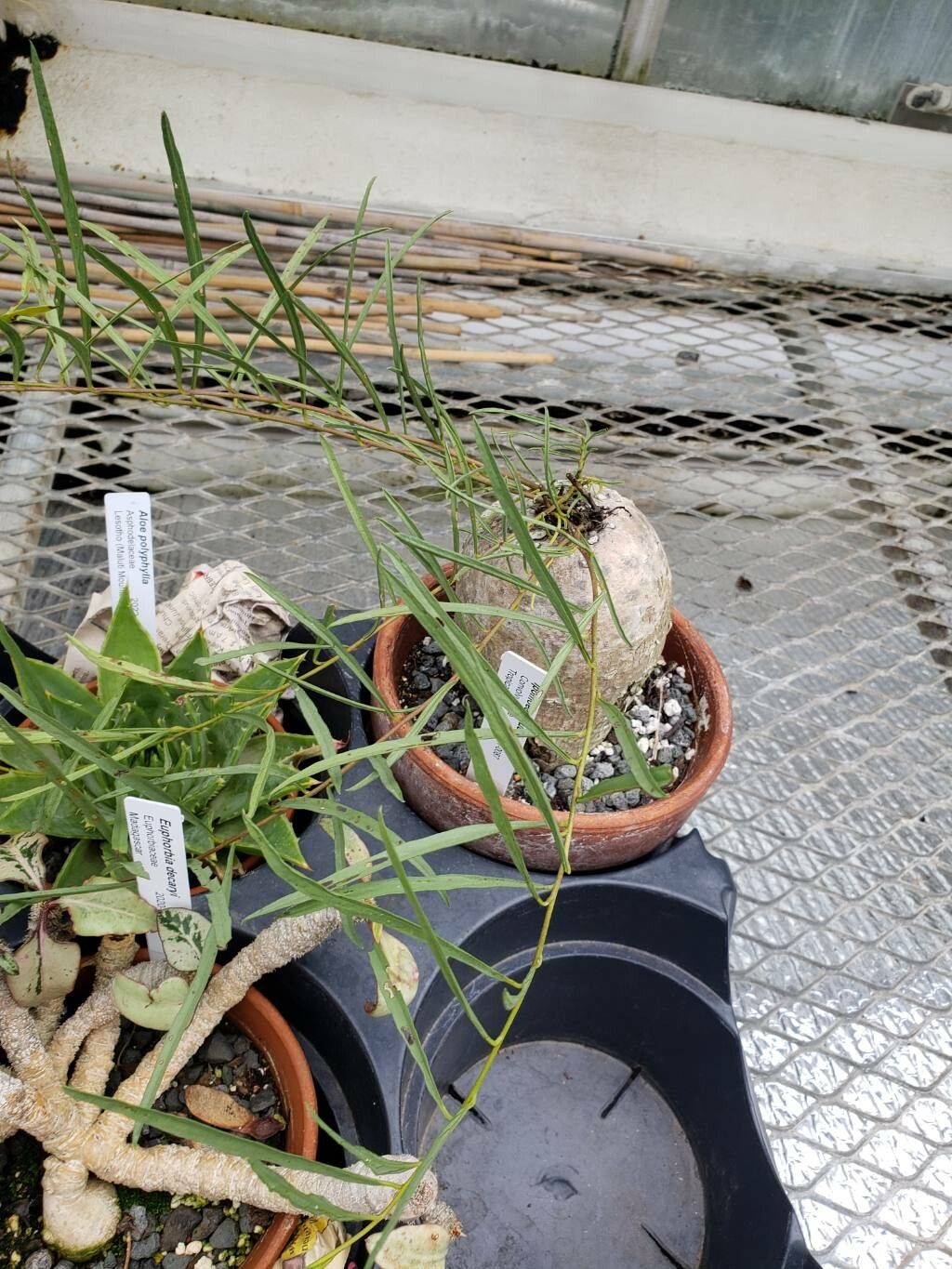 Ipomoea holubii habit