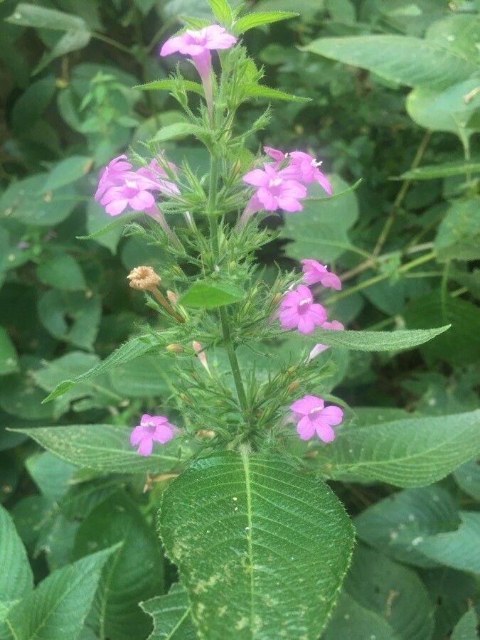 Ruellia paniculata flower