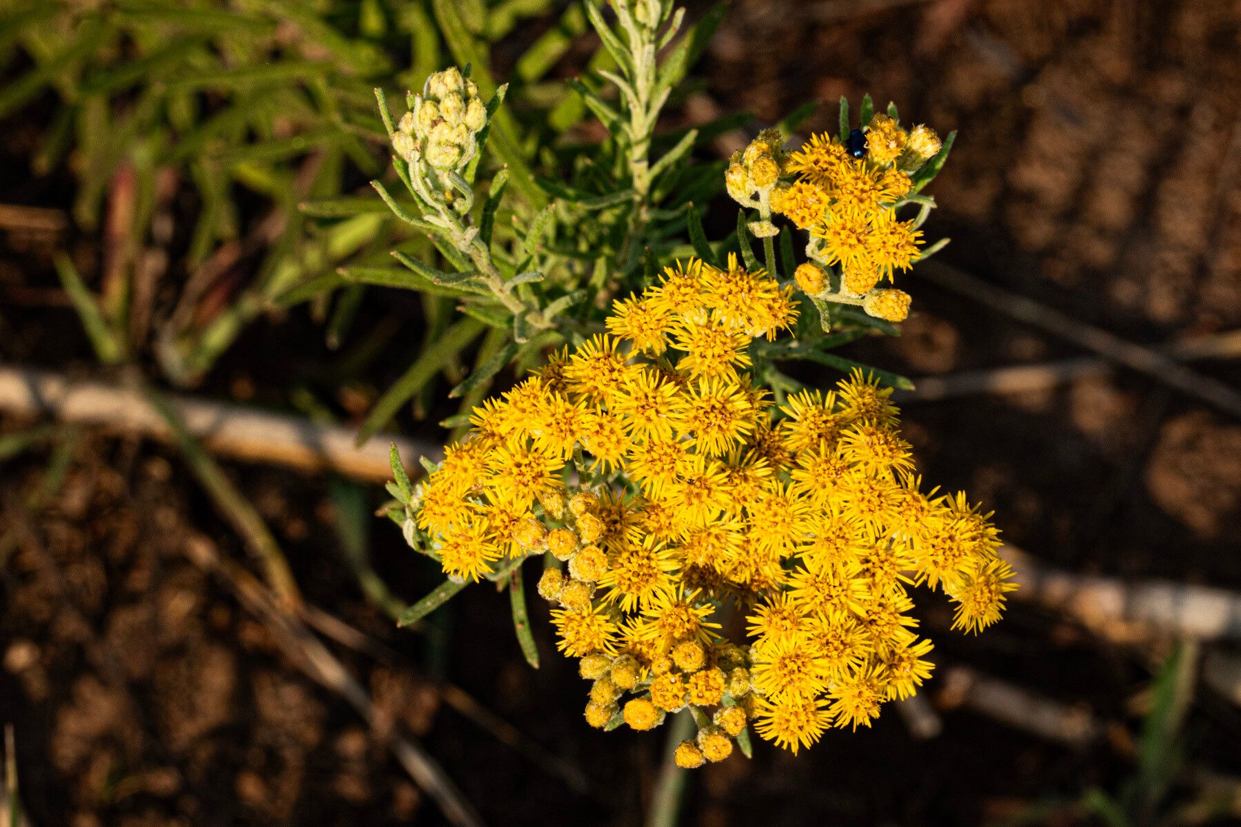 Nidorella welwitschii — houseplant care guide