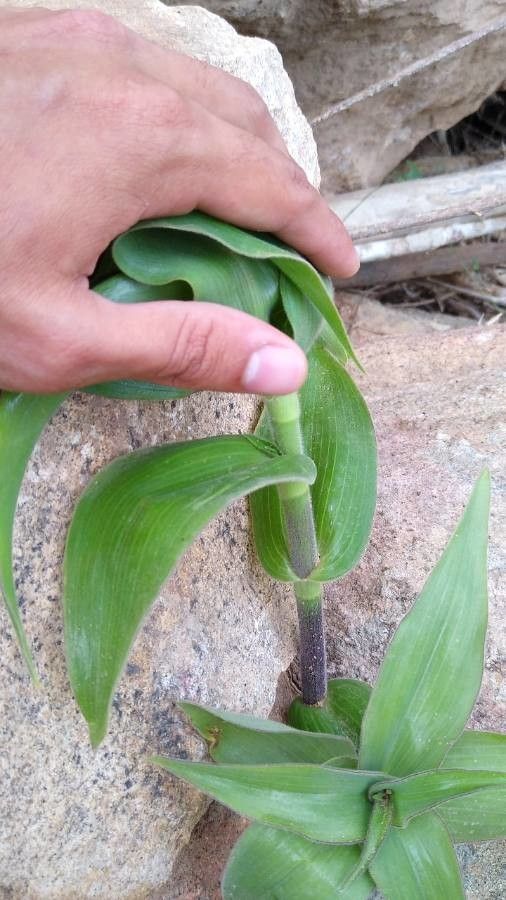 Tradescantia ambigua bark