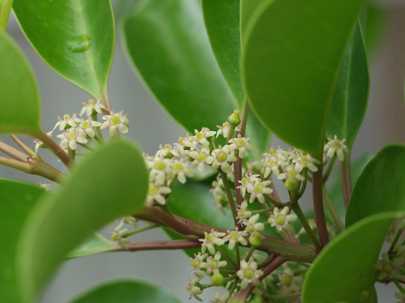 Ilex rotunda flower
