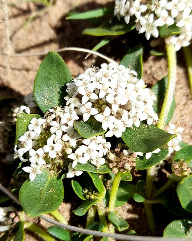 Mitracarpus brevis flower