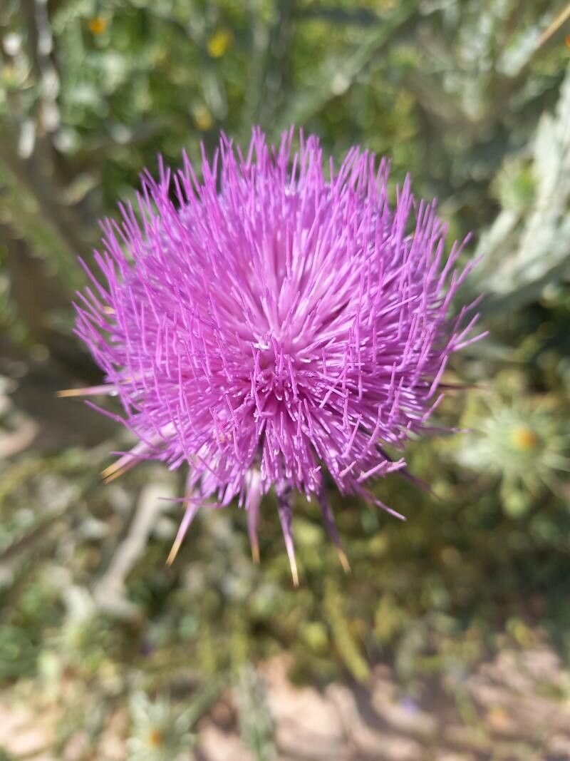 Onopordum horridum flower