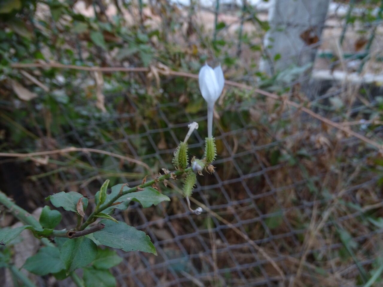 Plumbago zeylanica flower