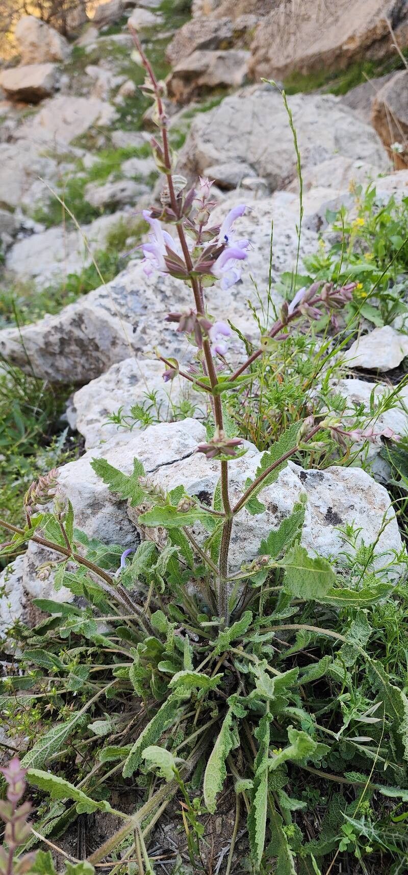 Salvia palaestina habit