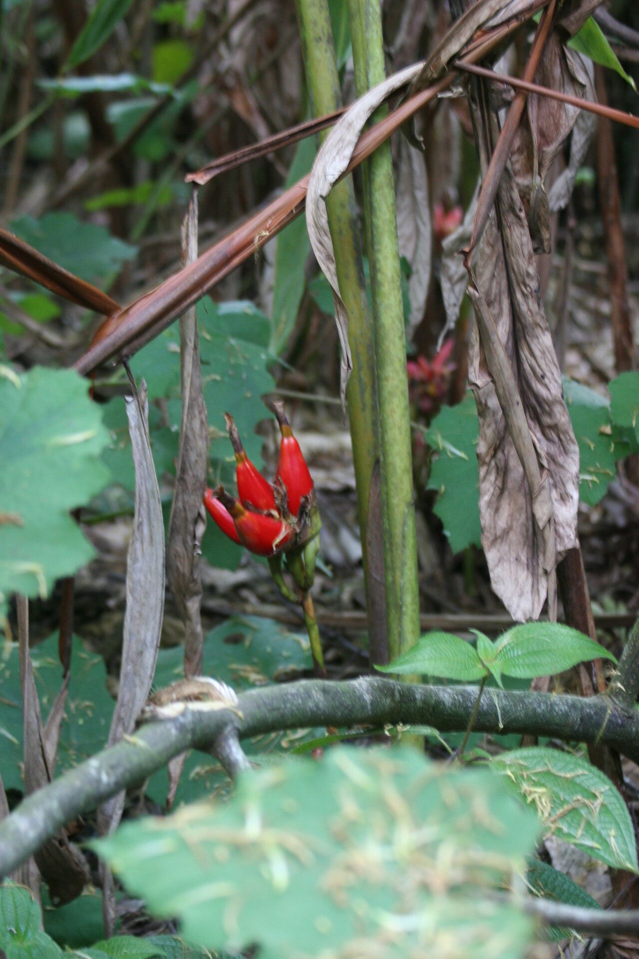 Aframomum zambesiacum — houseplant care guide