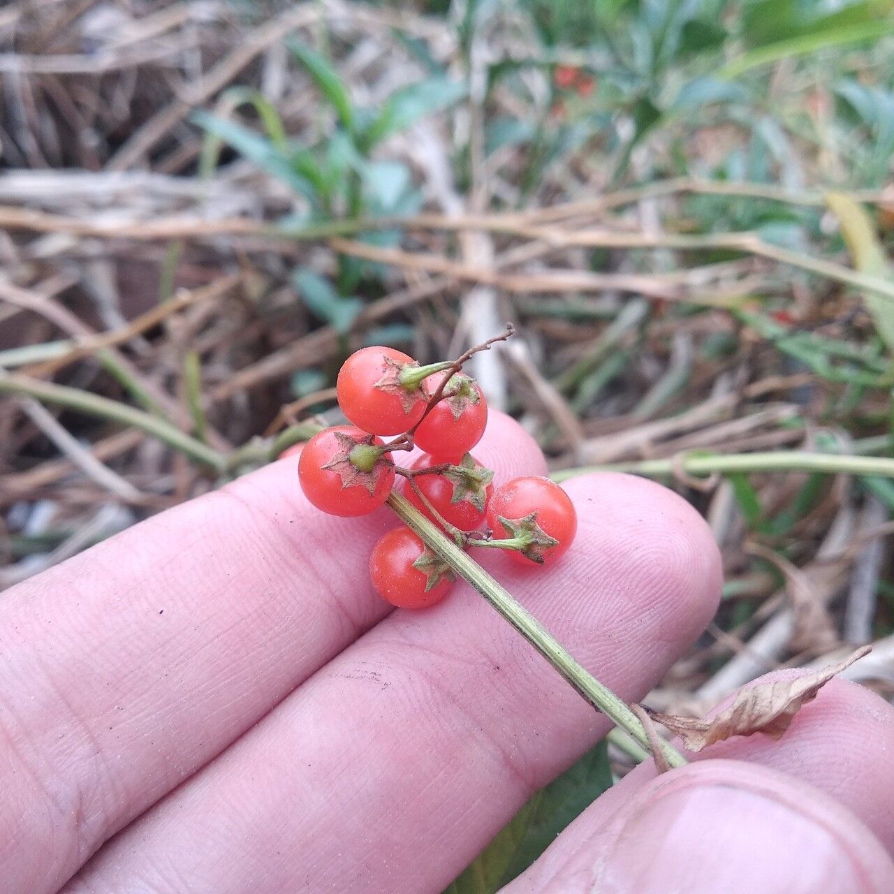 Solanum corymbosum fruit