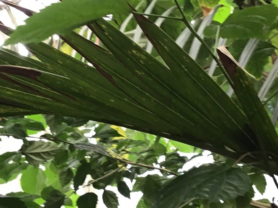 Hyophorbe lagenicaulis leaf