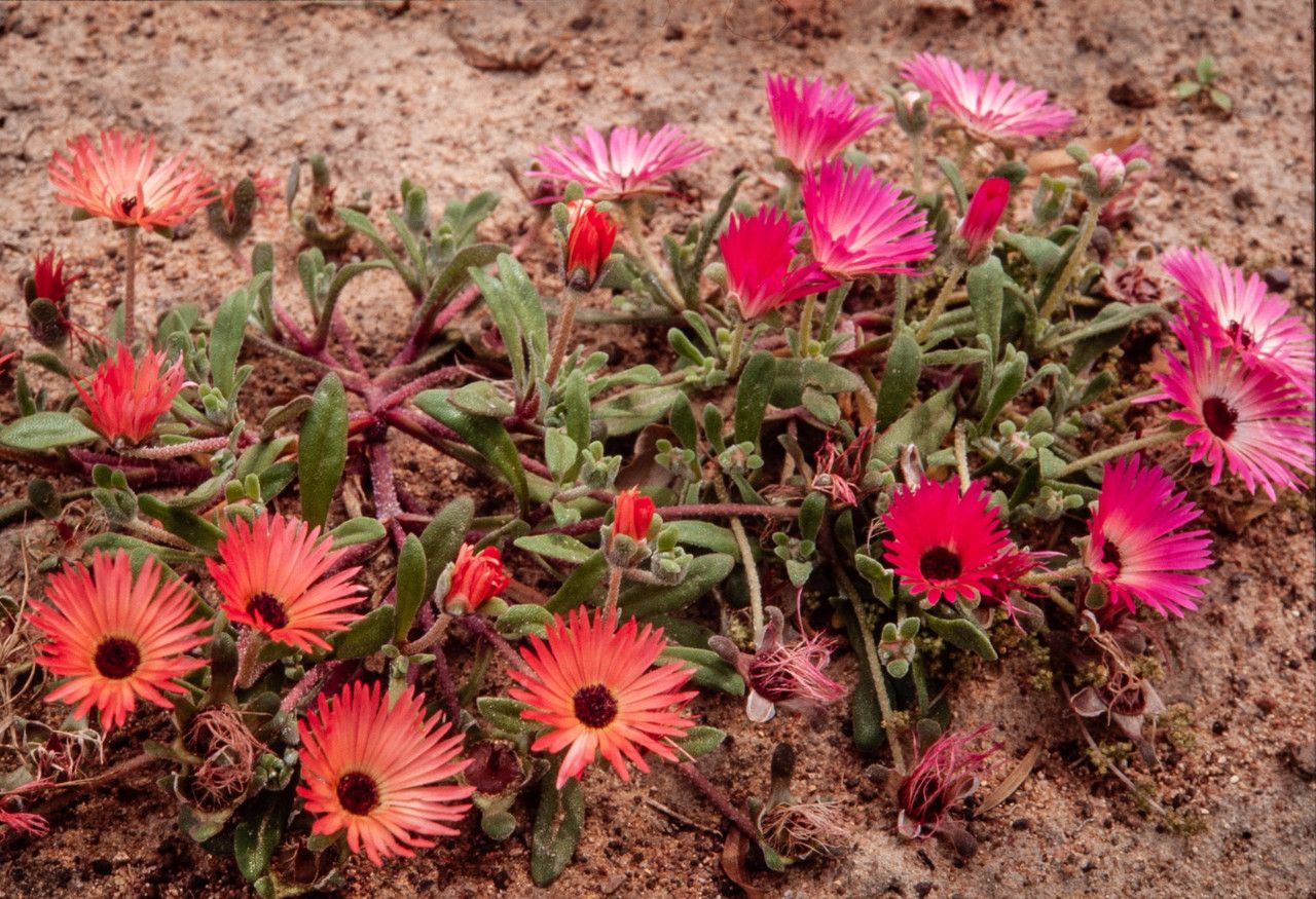 Dorotheanthus bellidiformis habit