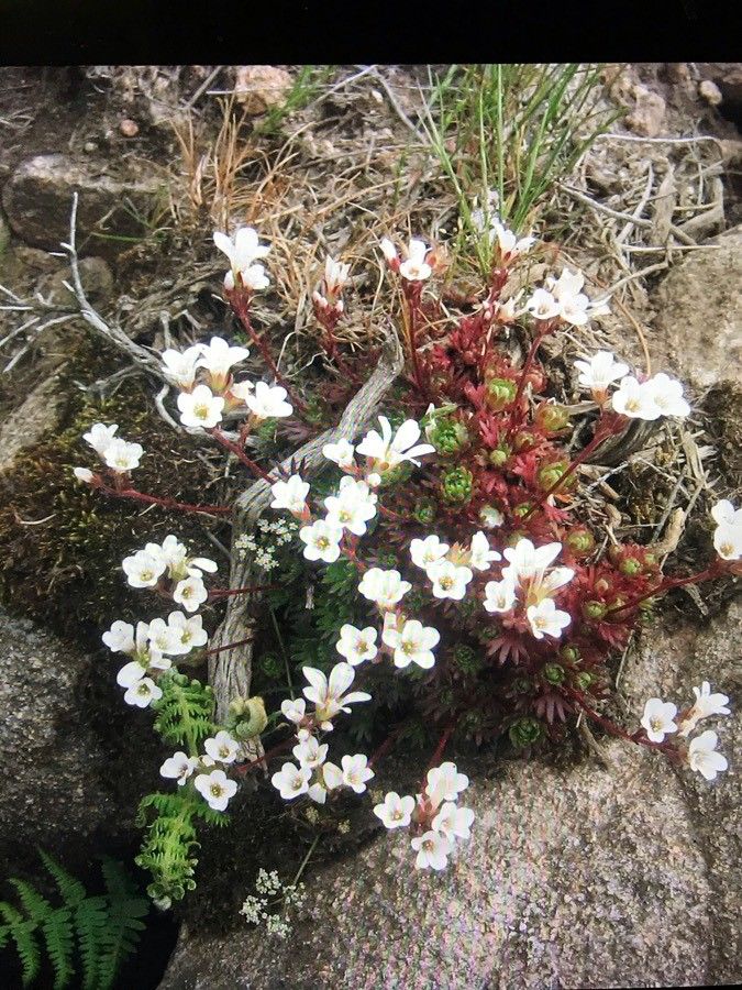 Saxifraga cervicornis flower