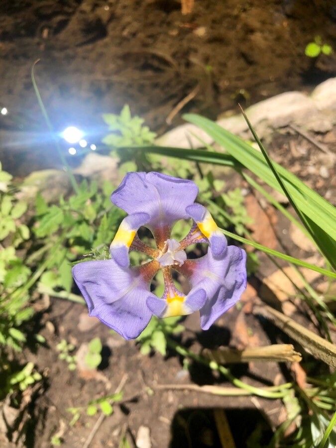 Phalocallis coelestis flower