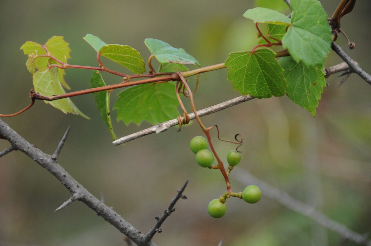 Vitis flexuosa habit
