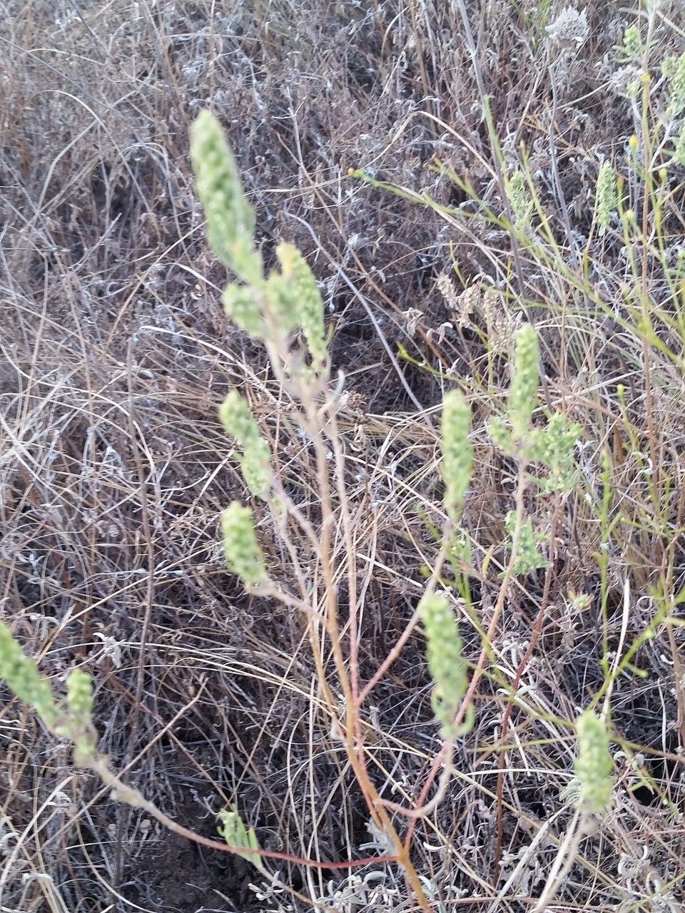 Iva asperifolia habit