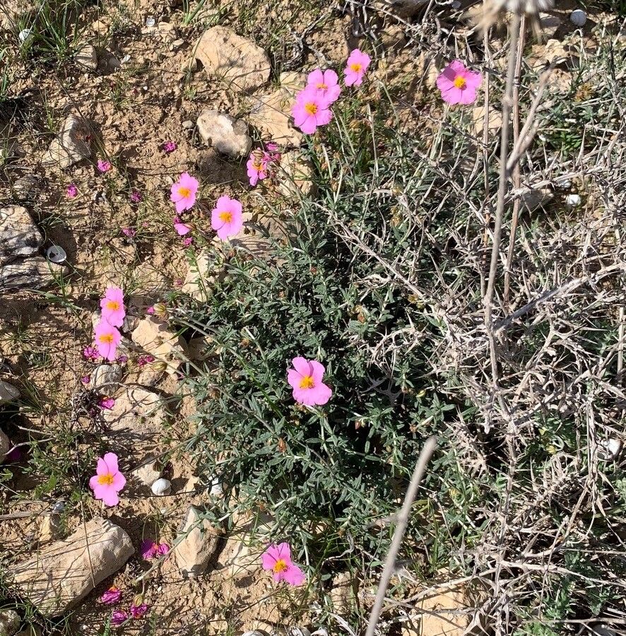 Helianthemum vesicarium habit