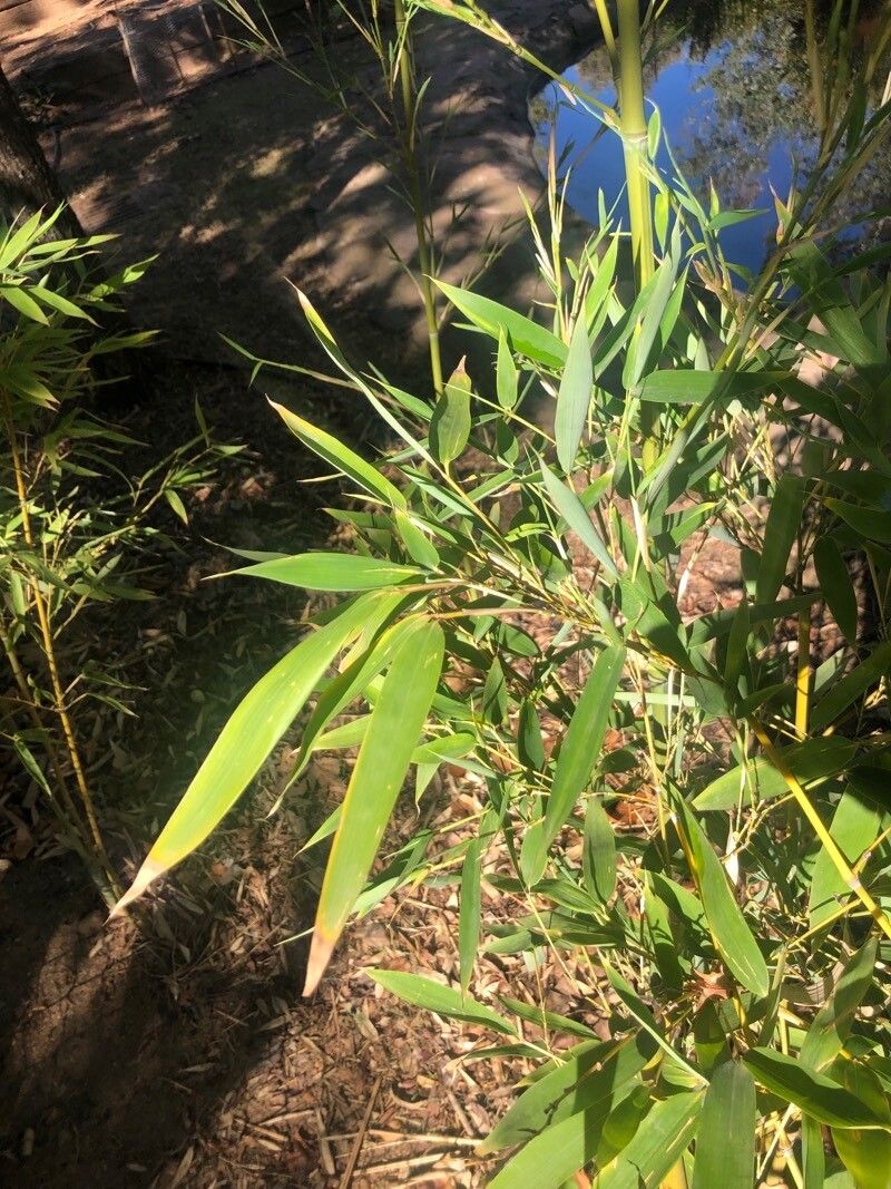 Fargesia murielae — search result for 'Bamboo'