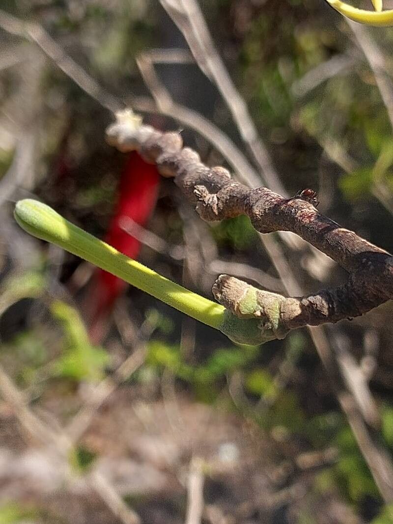 Turraea sericea other