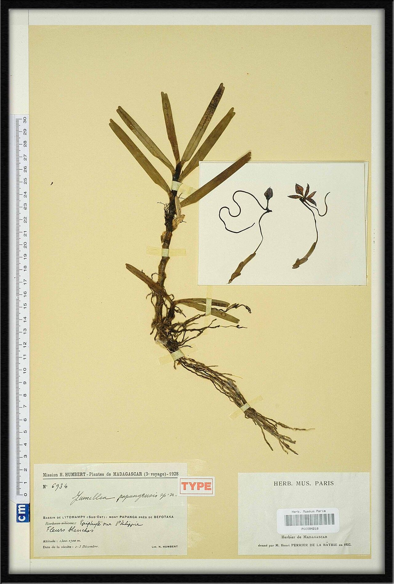 Jumellea papangensis — houseplant care guide