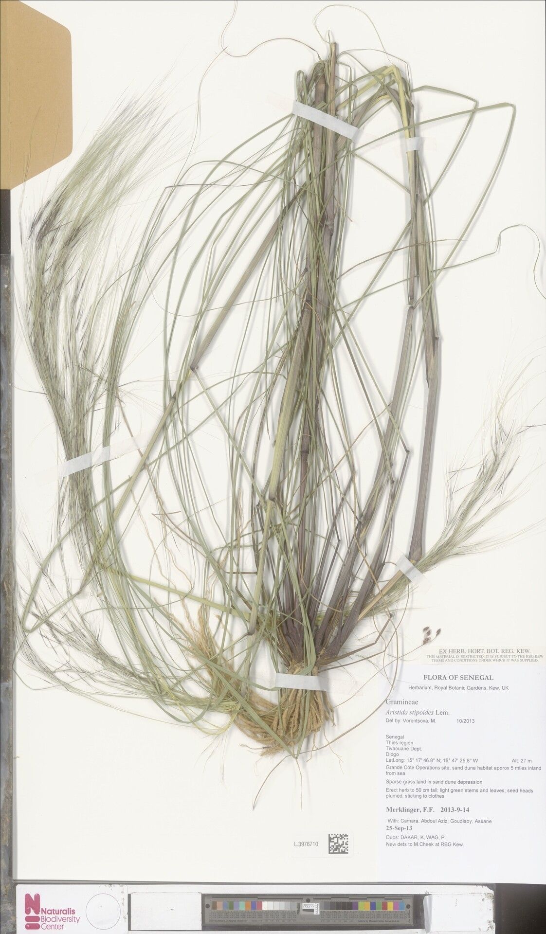 Aristida stipoides — search result for 'Aristida'