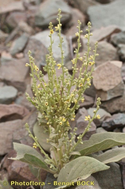 Verbascum tetrandrum habit