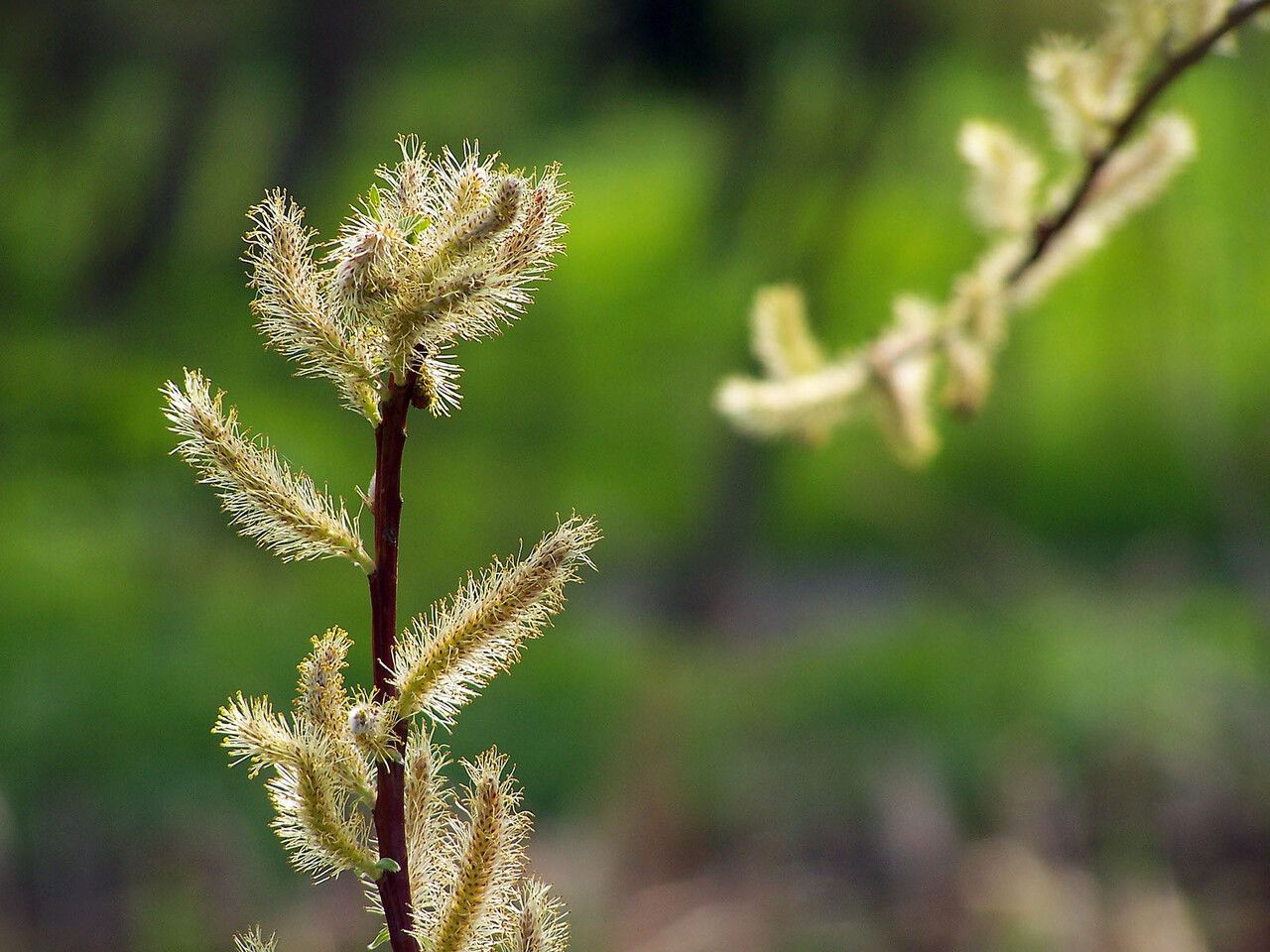 Salix lasiolepis flower