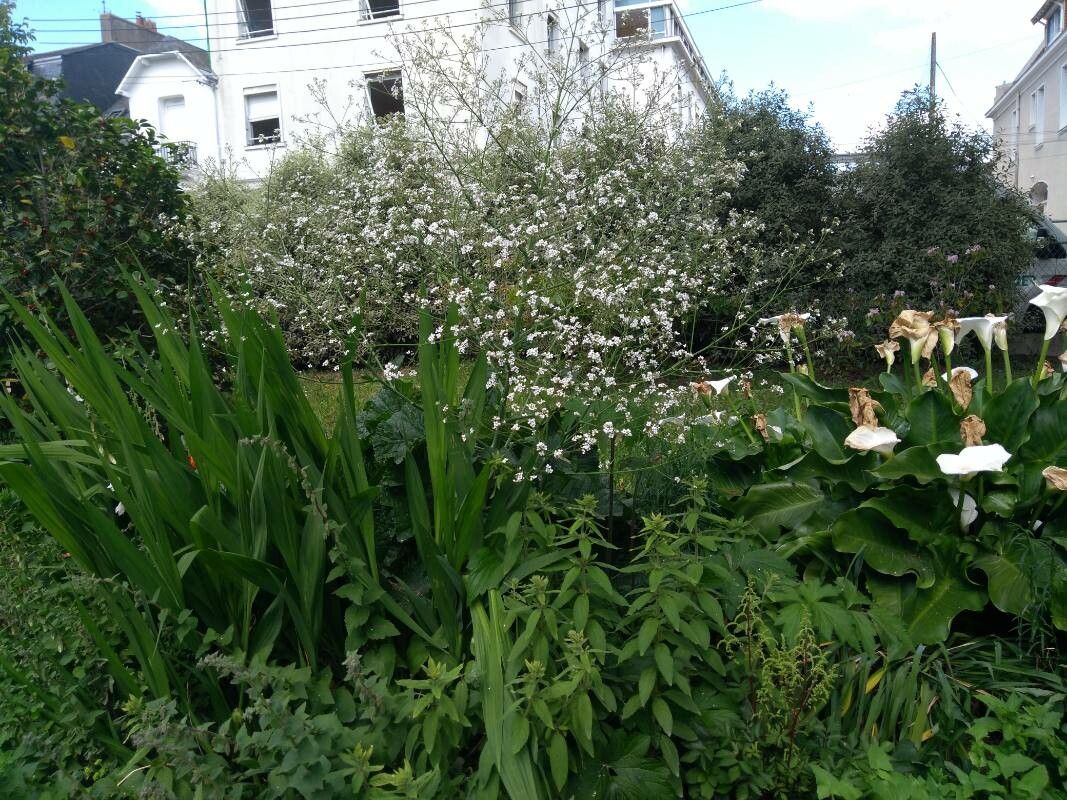 Crambe cordifolia — large blooms houseplant