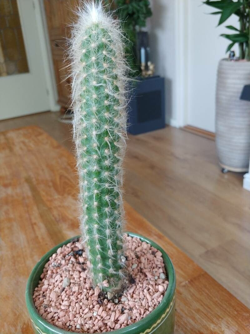 Oreocereus doelzianus flower