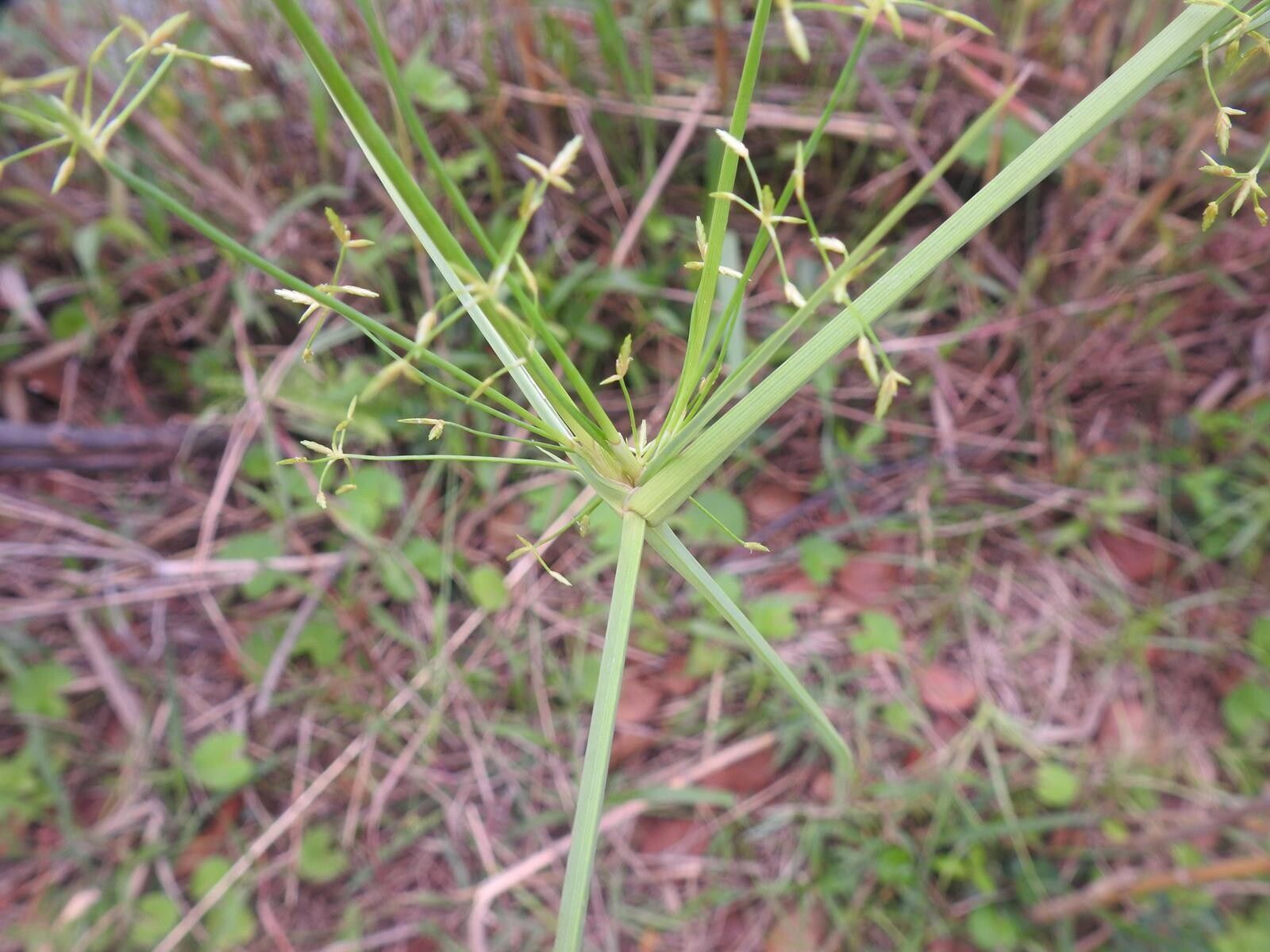 Cyperus tenuispica flower