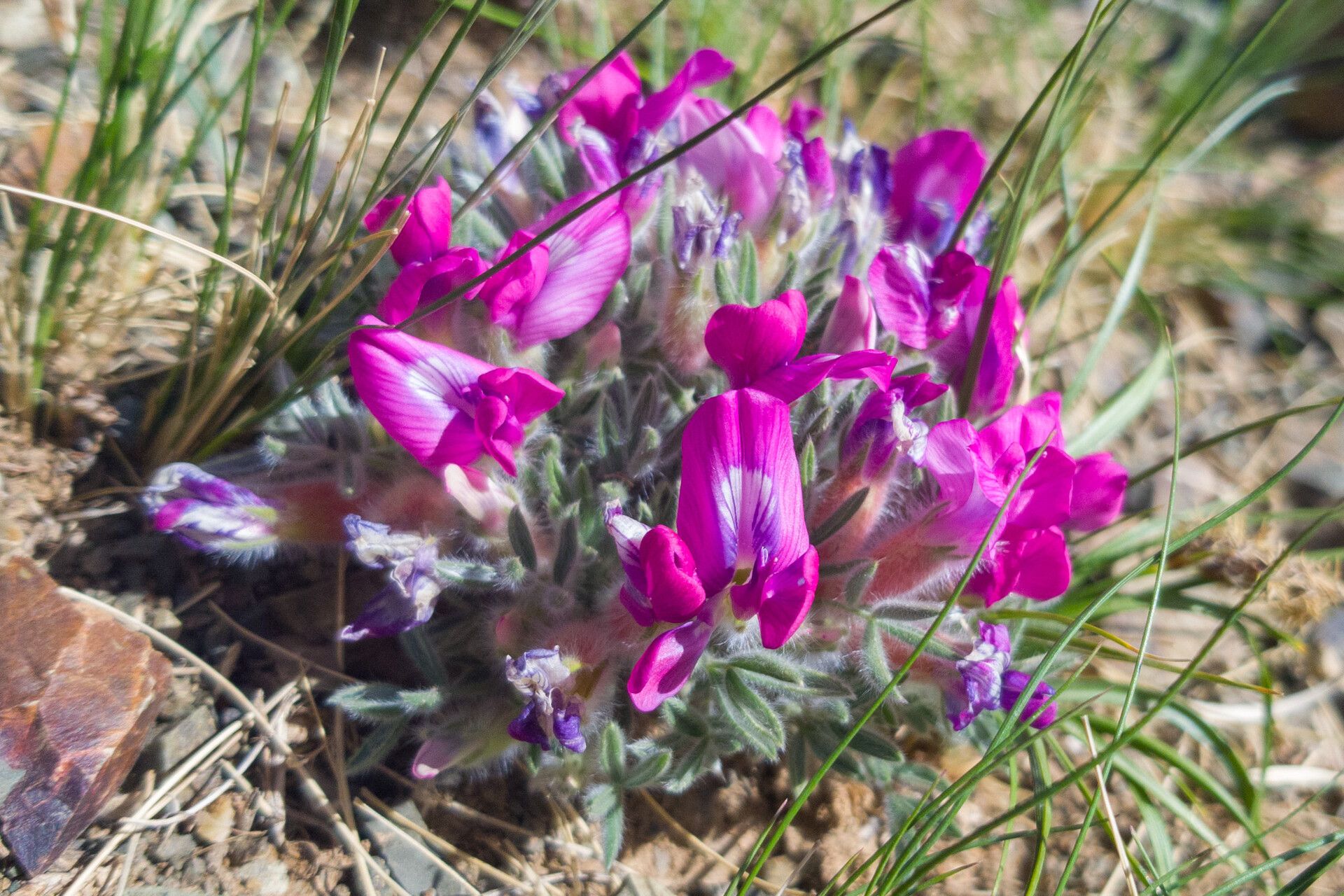 Oxytropis tragacanthoides — houseplant care guide
