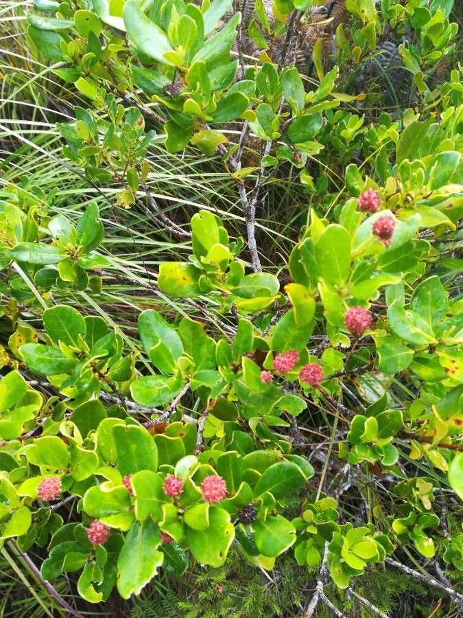 Pancheria confusa habit