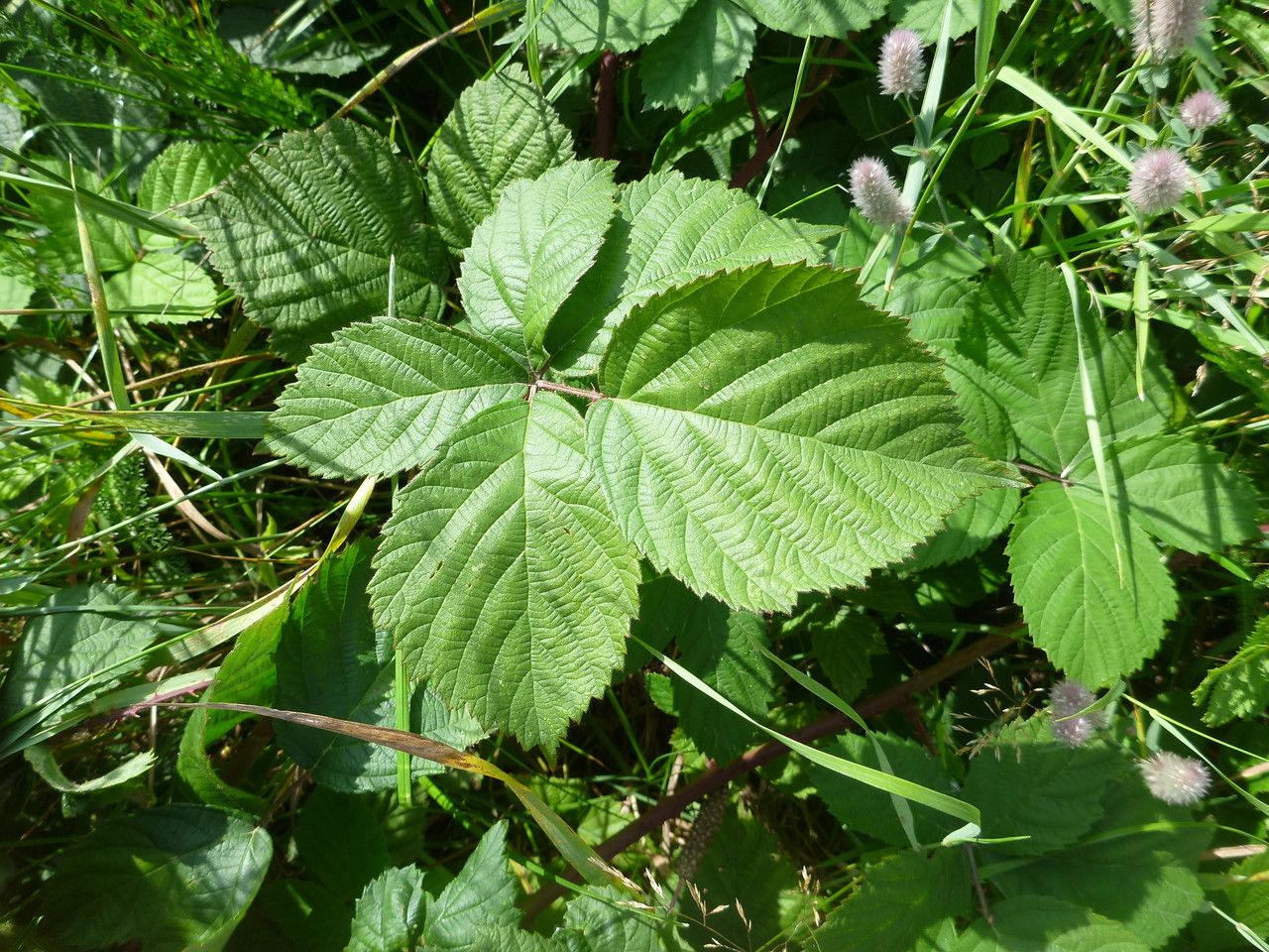 Rubus vanwinkelii — houseplant care guide