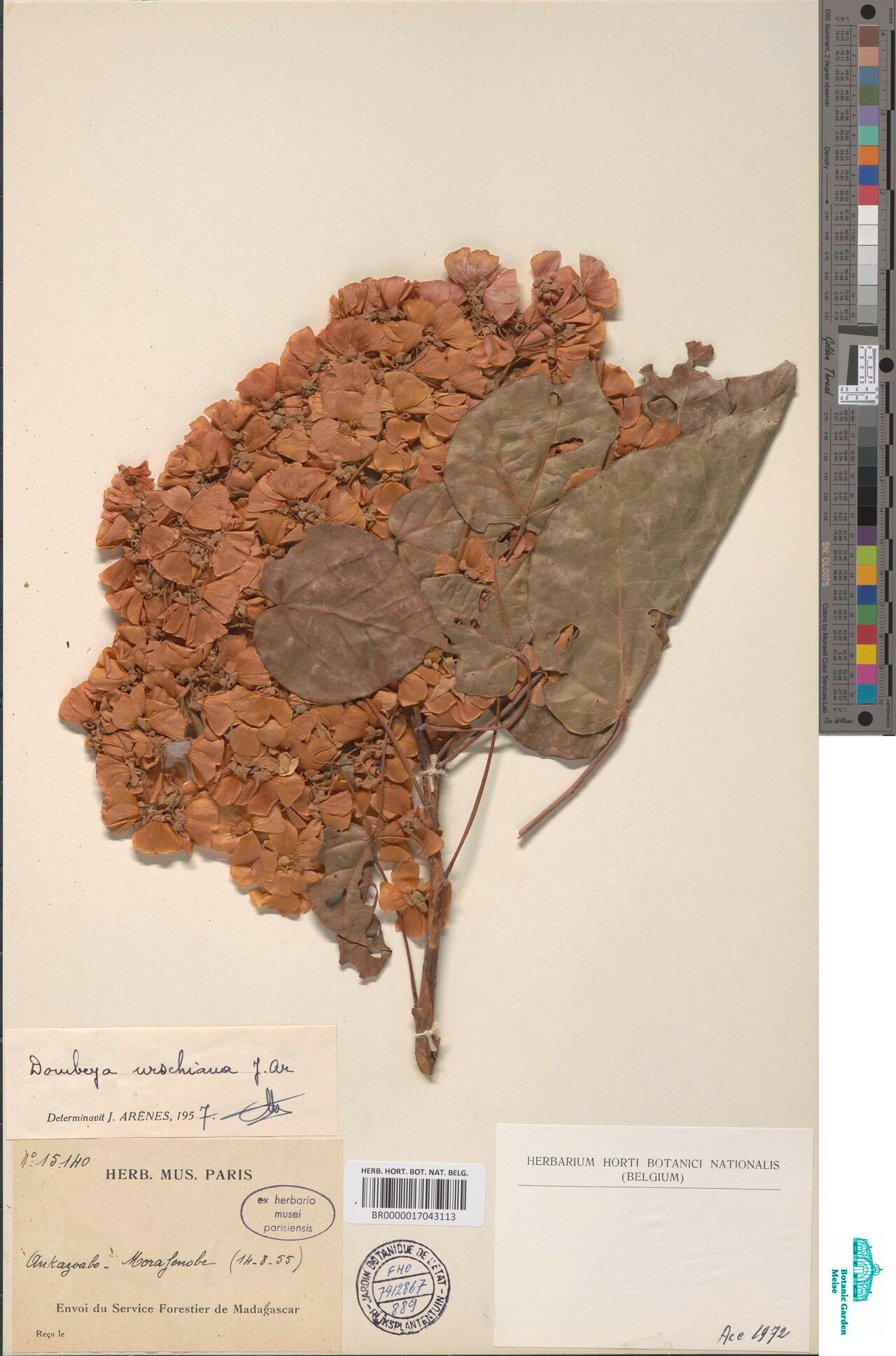 Dombeya urschiana — houseplant care guide