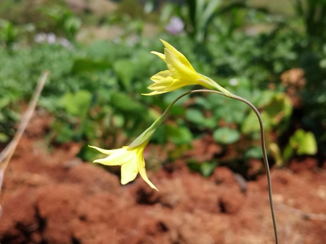 Gladiolus bojeri flower
