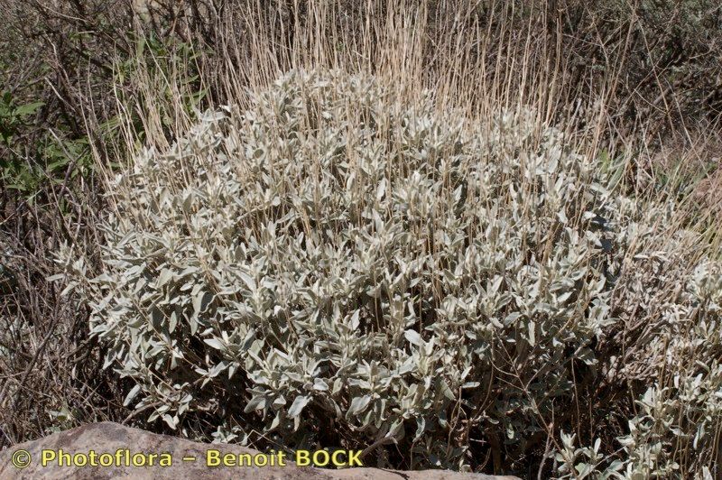 Sideritis dasygnaphala bark