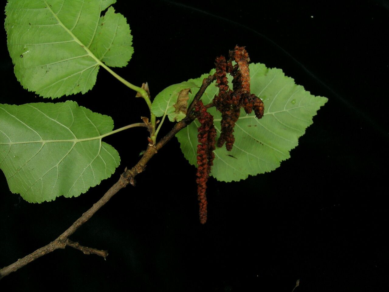 Corylus jacquemontii — search result for 'Corylus'