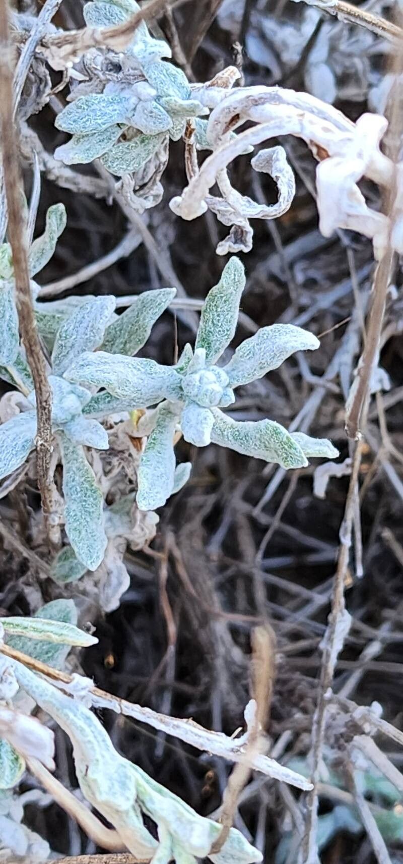 Helichrysum leucocephalum — search result for 'Helichrysum'