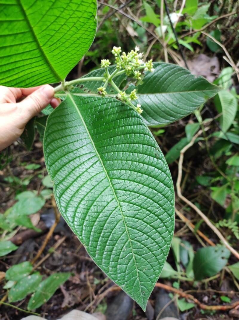 Psychotria micrantha — search result for 'Psychotria'