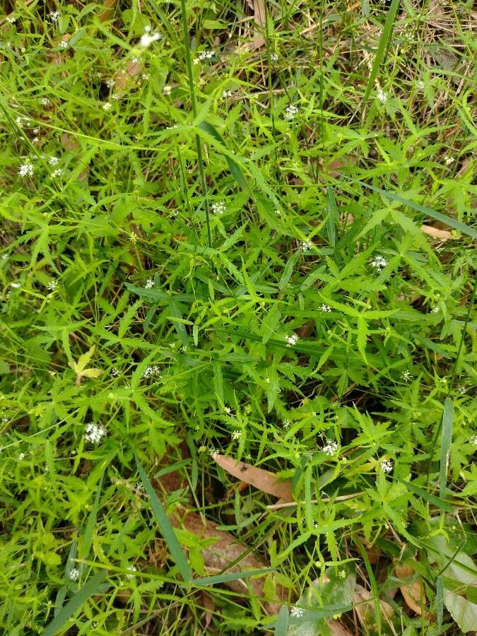 Hydrocotyle geraniifolia habit