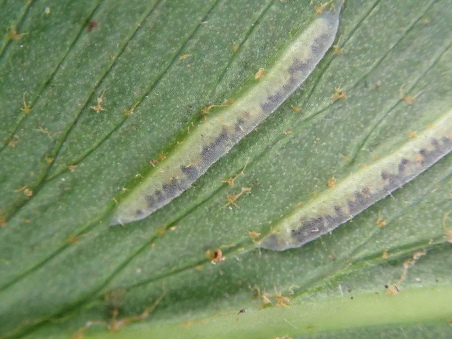 Asplenium biafranum leaf