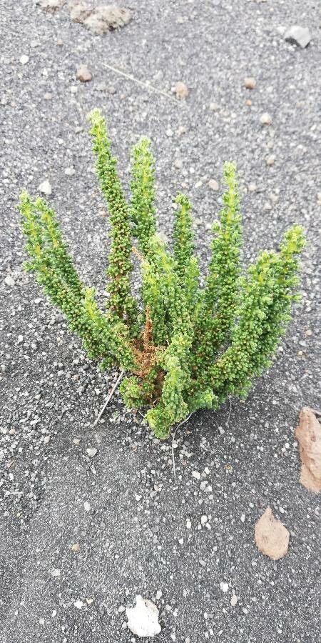 Senecio nutans habit