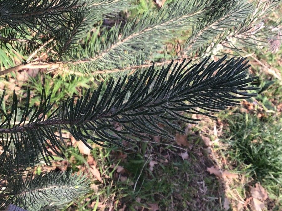 Calothamnus quadrifidus — search result for 'Myrtaceae'