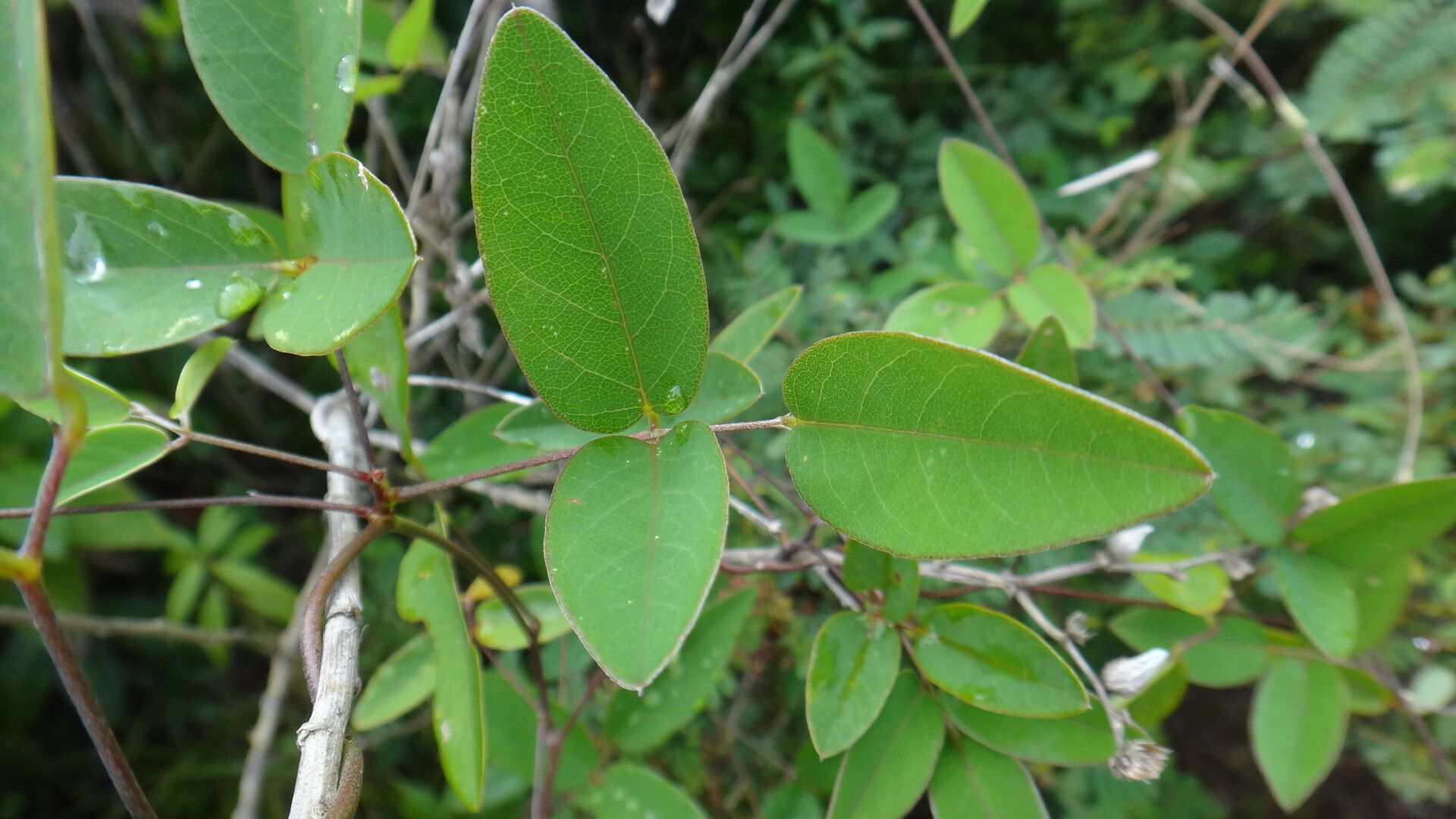 Galactia longiflora — houseplant care guide