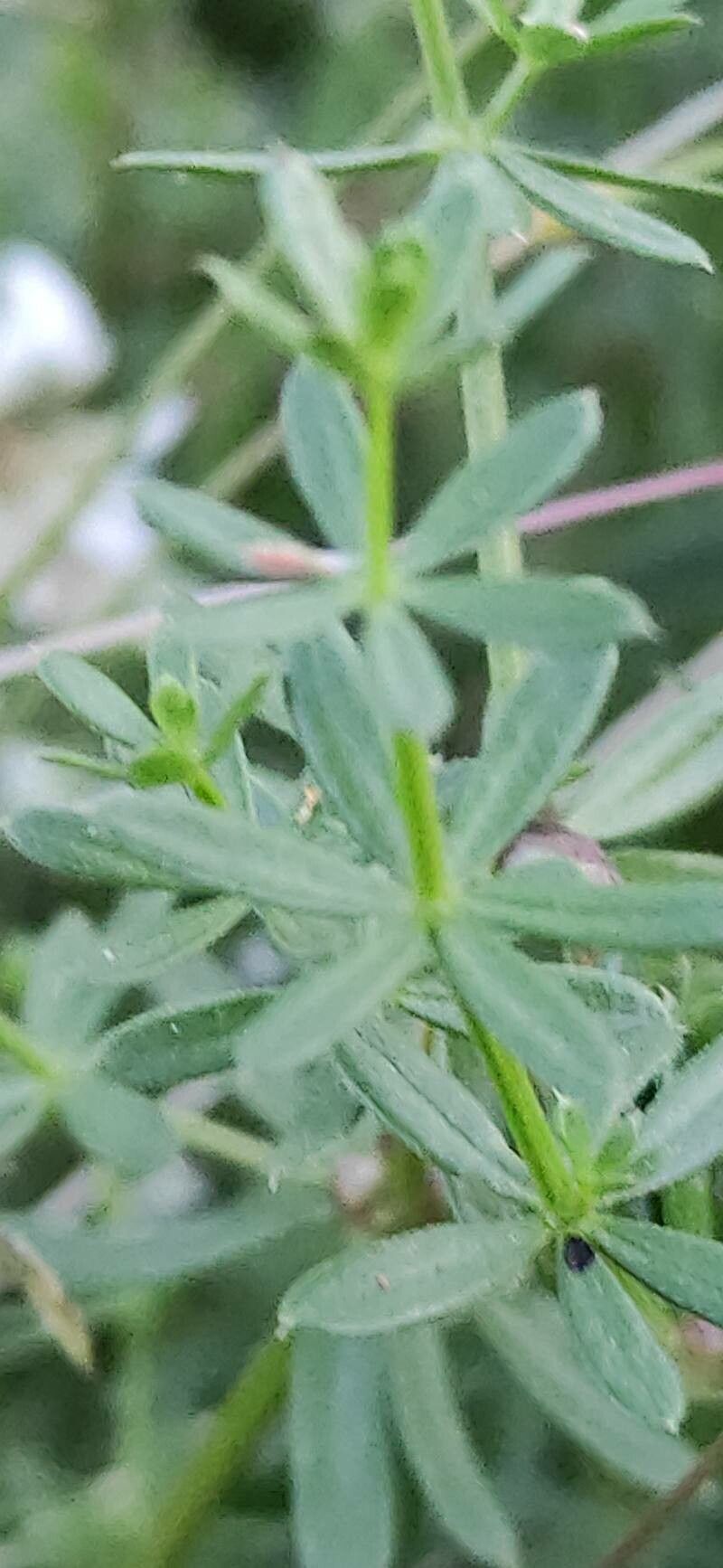 Galium boreale leaf