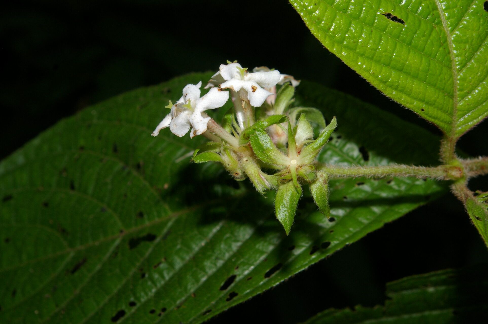 Arachnothryx chaconii flower