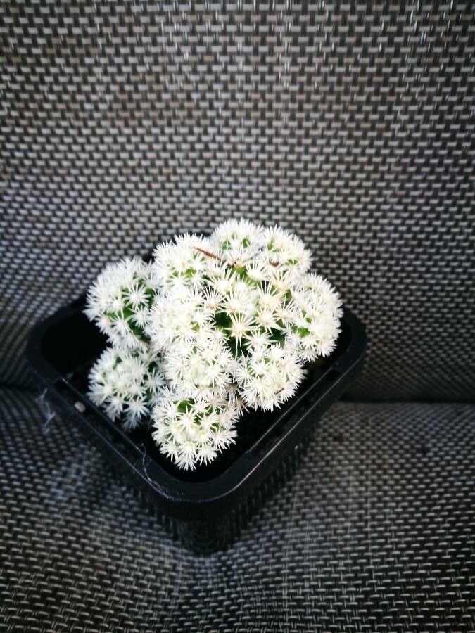 Mammillaria gracilis flower