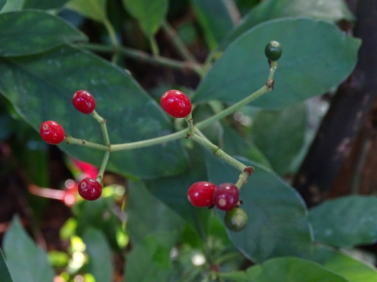 Psychotria carthagenensis fruit