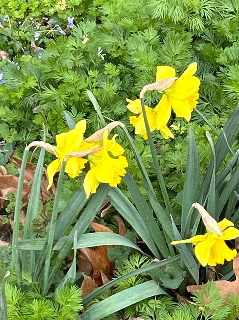 Narcissus × odorus flower