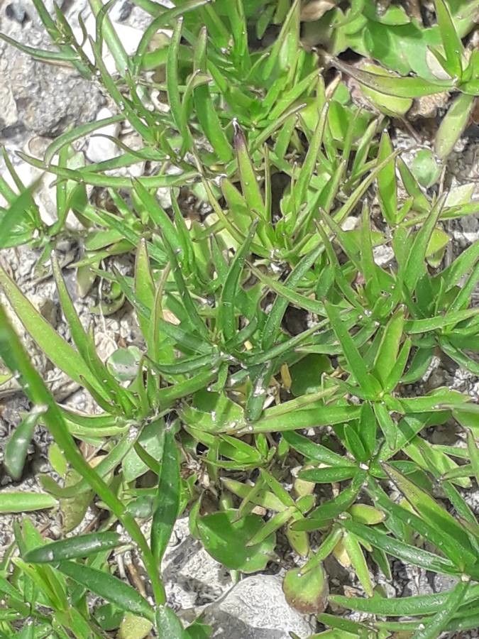 Campanula bertolae — houseplant care guide