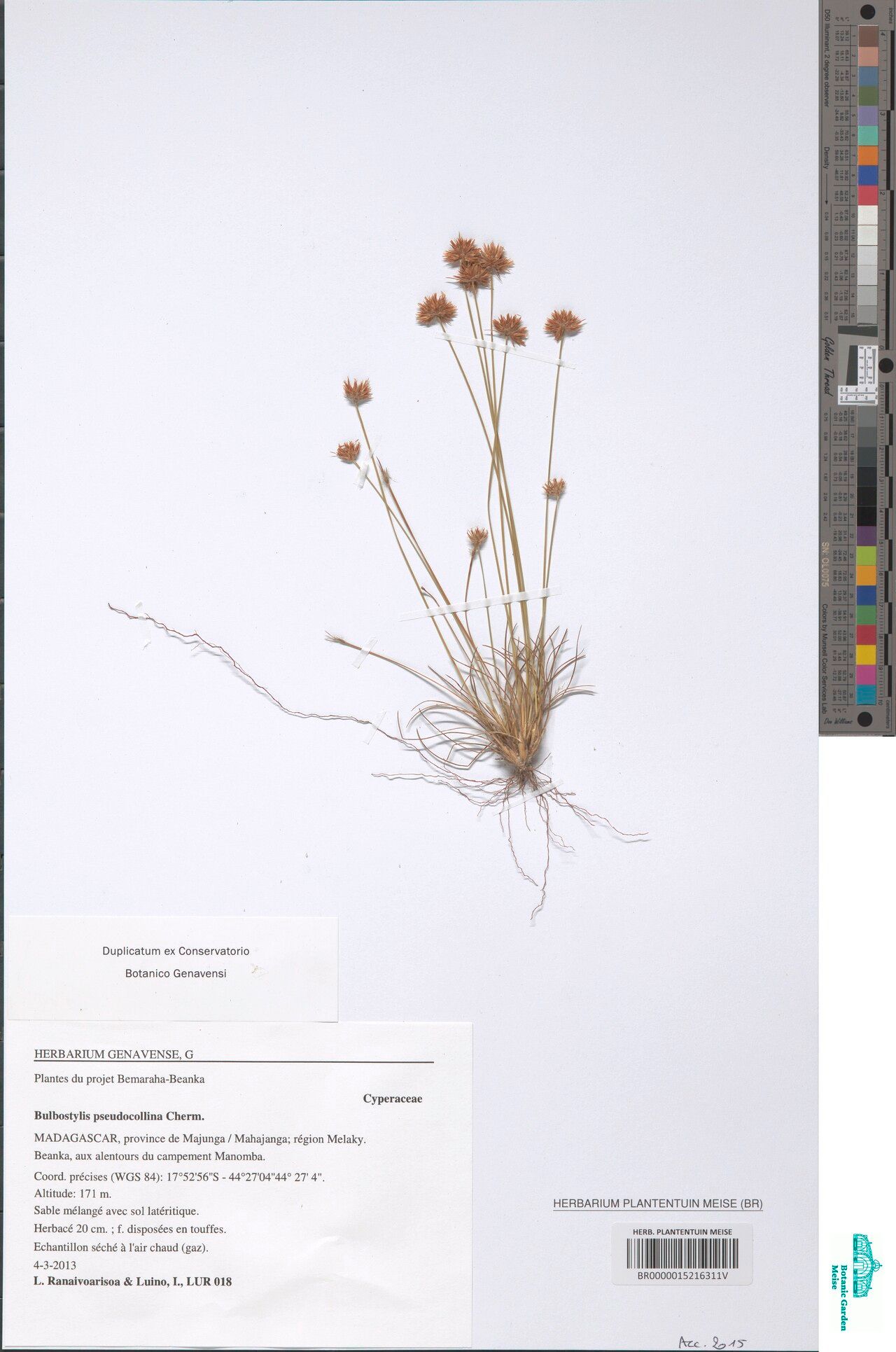 Bulbostylis pseudocollina — houseplant care guide