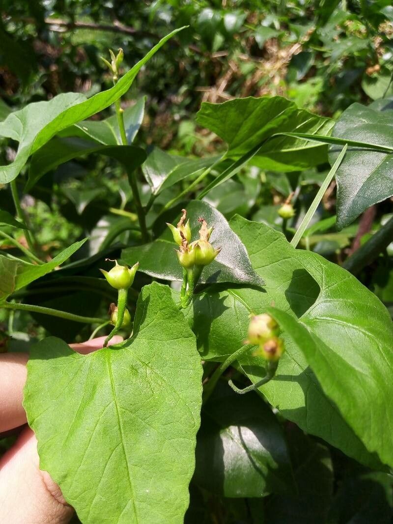 Convolvulus farinosus fruit